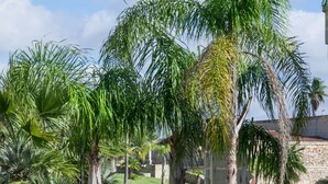 Un cortile con palme, un muro in pietra e un edificio con tetto in tegole.