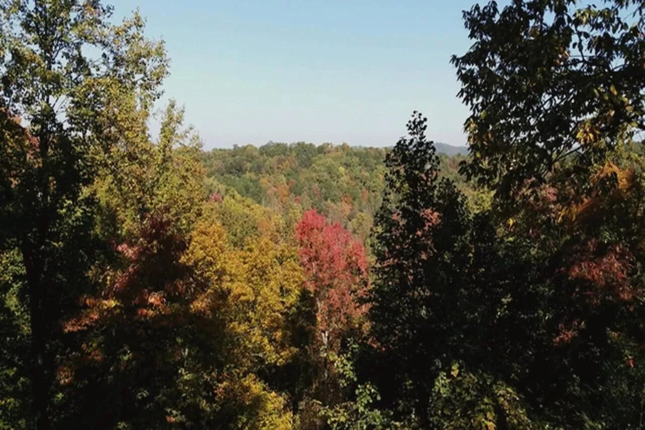 A forested landscape with dense trees and a clear sky.