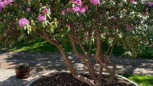 A landscaped garden with a flowering tree, a wooden planter, and a stone border. - Private beach; firepit, outdoor shower, AC, two kitchens, laundry, covered patio (Narragansett)
