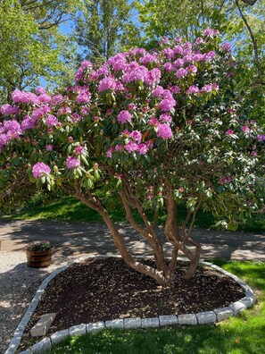 Overnattingsstedets uteområder