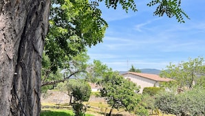 Un jardin avec un grand arbre, des plantes en pot et un mur de pierre.