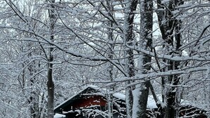 Una cabaña rodeada de árboles cubiertos de nieve.