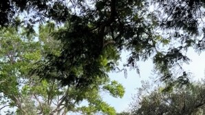 A paved pathway lined with trees in a park setting. - Bright & Modern Studio Next to El Olivar Park – San Isidro (San Isidro)
