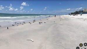 A beach with a sandy shore, a few birds, and a clear sky.