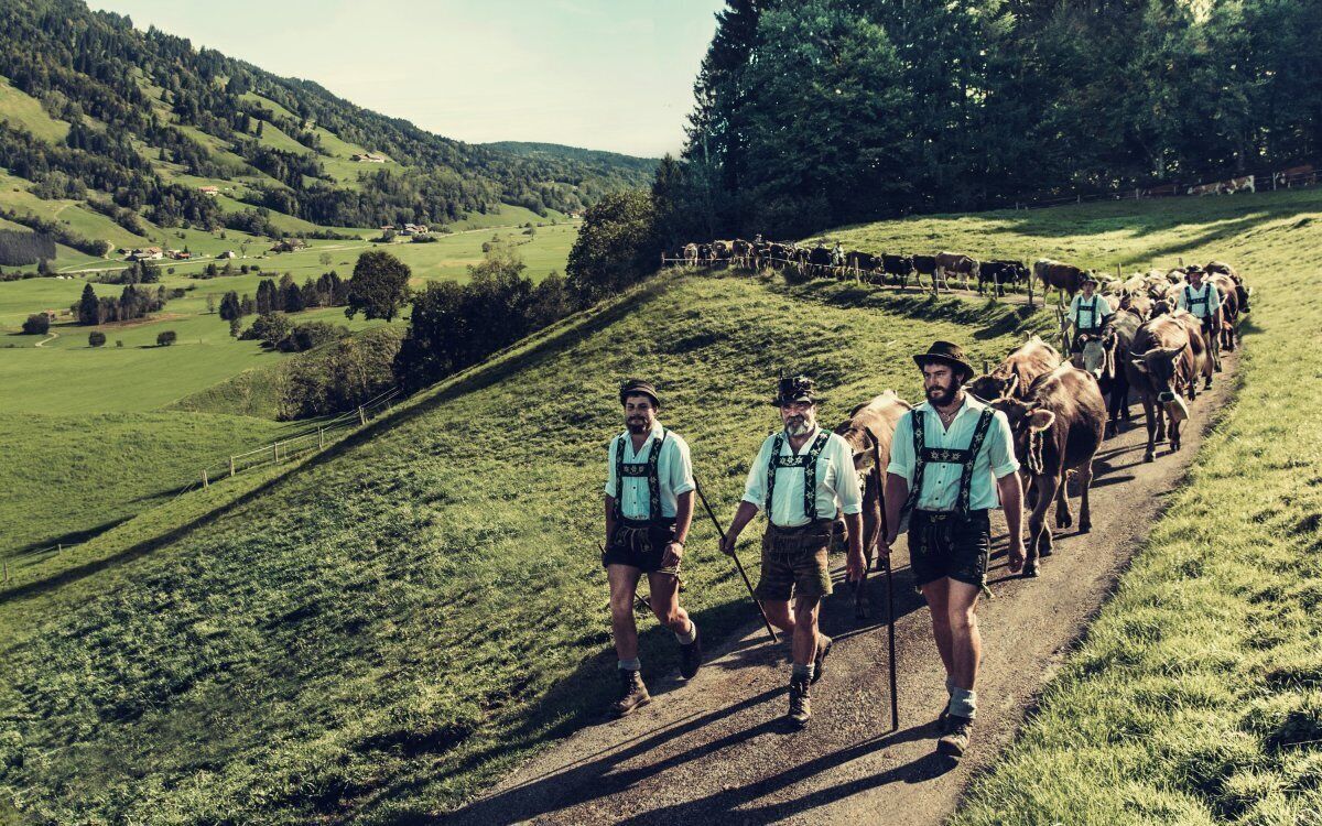 A group of people in traditional attire walking a herd of cattle down a rural path.