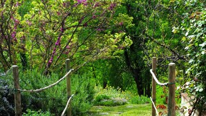 A stone pathway leading through a lush garden with wooden posts and ropes.