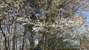 Een rustieke blokhut met een houten gevel, omringd door bomen met witte bloesems, en een overdekt terras.