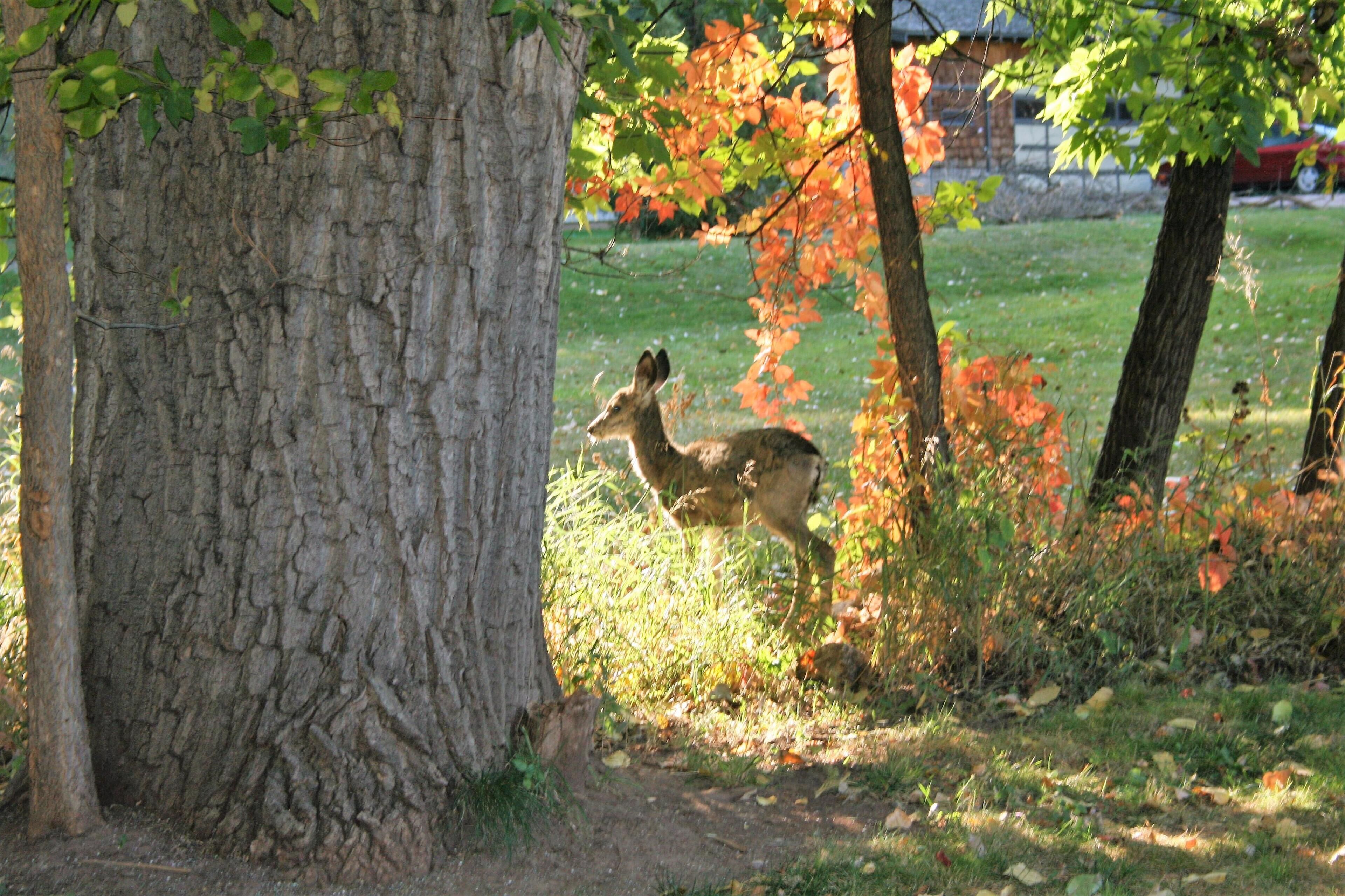 A deer in a wooded area with trees and grass.
