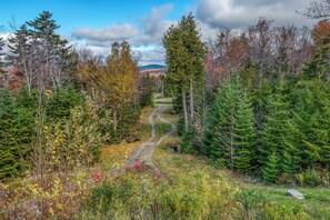A forested area with a winding path.
