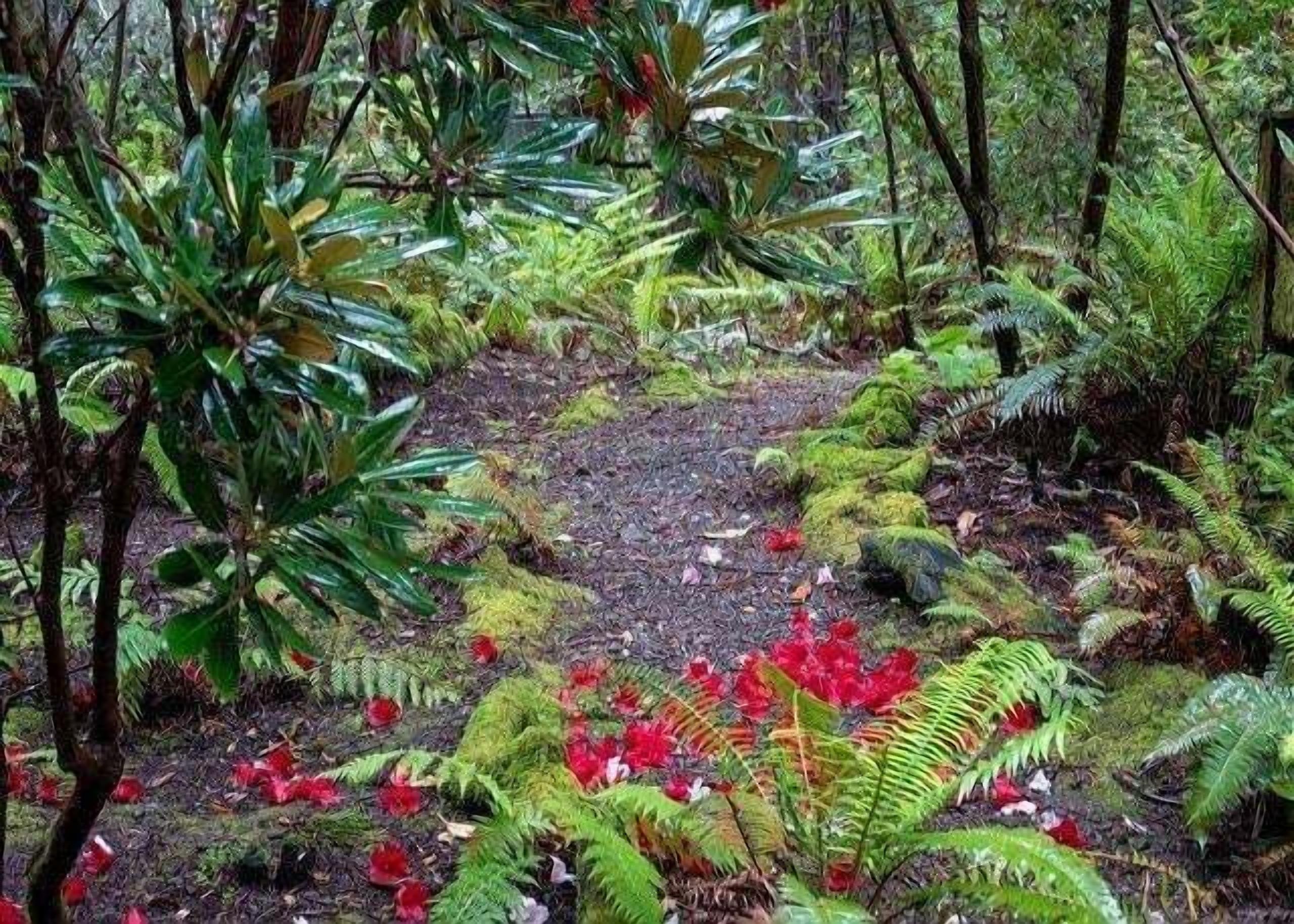 A forested area with a gravel path, ferns, and red flowers.