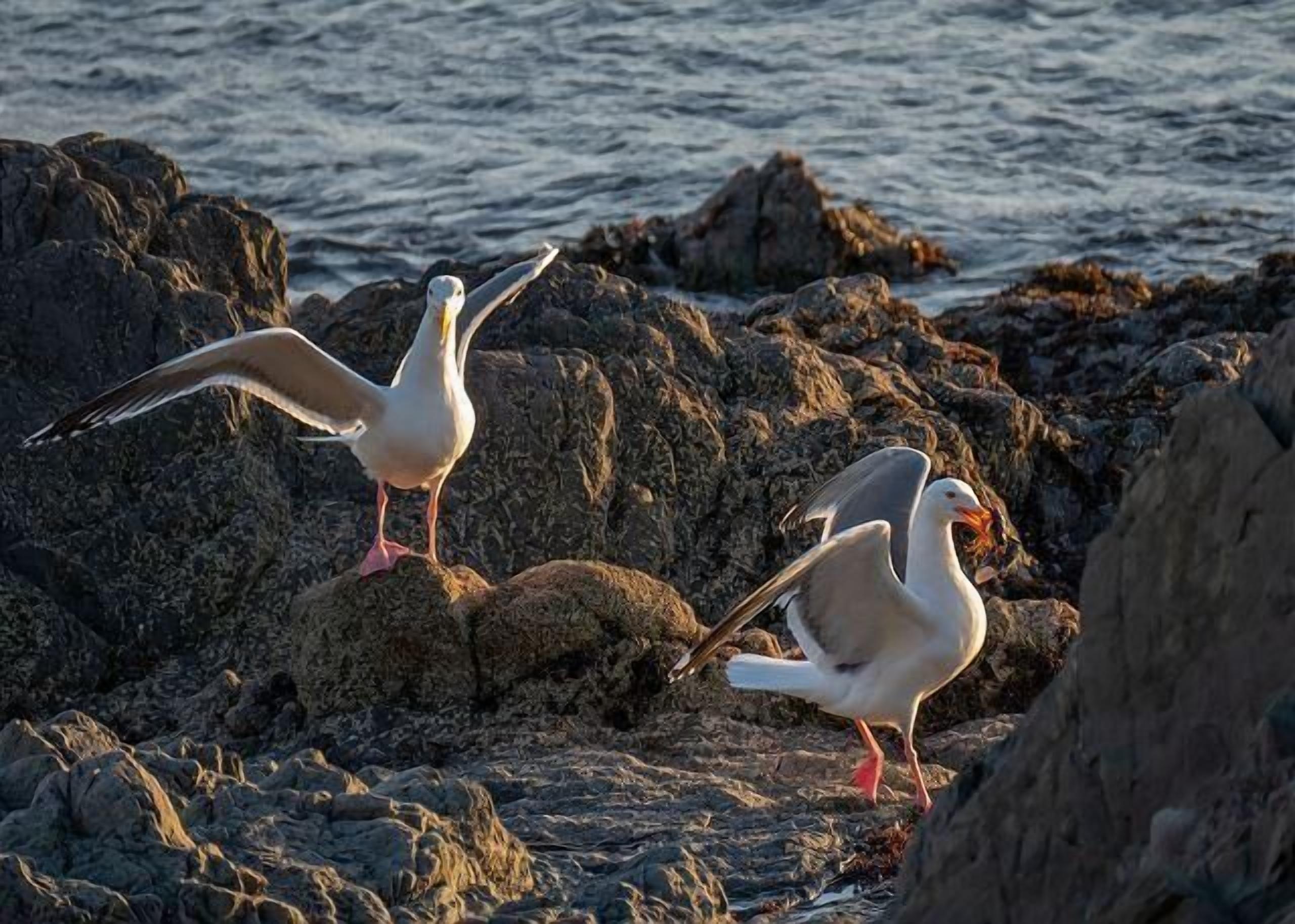 Deux mouettes sur un terrain rocheux, près de l’eau.