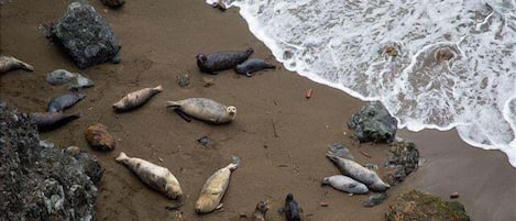 Una playa con rocas y algas marinas, y olas rompiendo sobre la orilla.