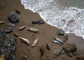 A beach with rocks and seaweed, and waves crashing onto the shore. - Forest House | Tranquil Escape & Trails (The Sea Ranch)