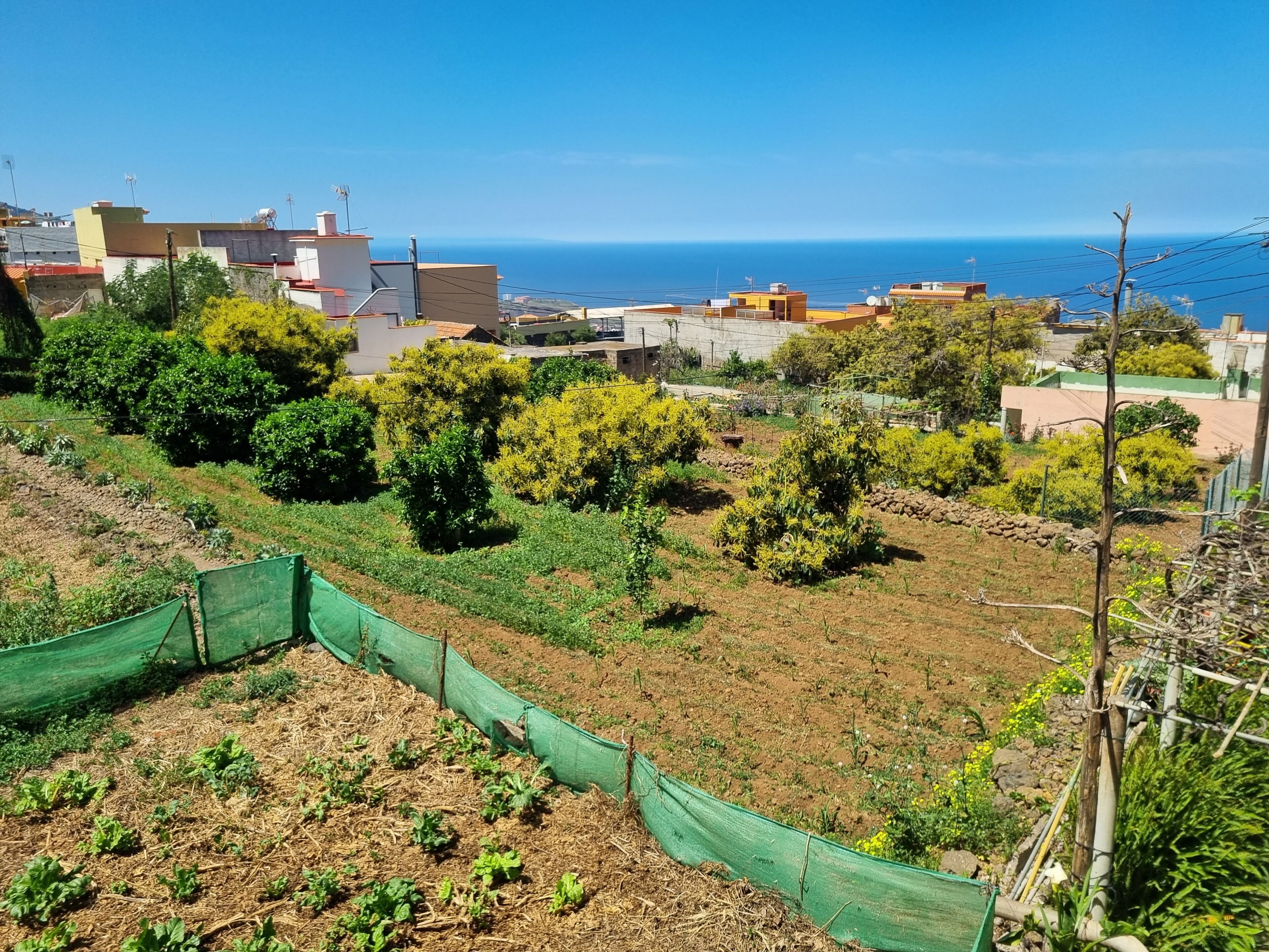 Ein Wohngebiet mit Häusern, einem Garten und Blick auf das Meer.