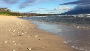 A beach with scattered seashells and a building in the background.