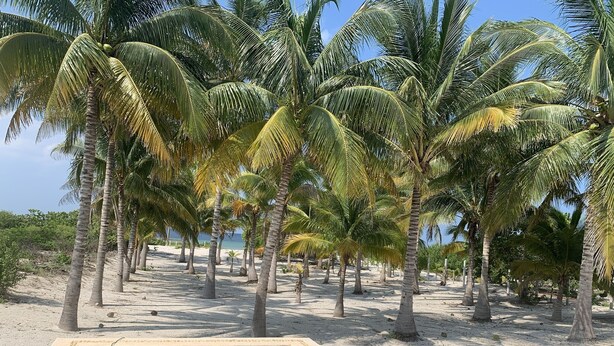 A sandy beach with palm trees and a rectangular pool. - SanCrisanto House (San Crisanto)