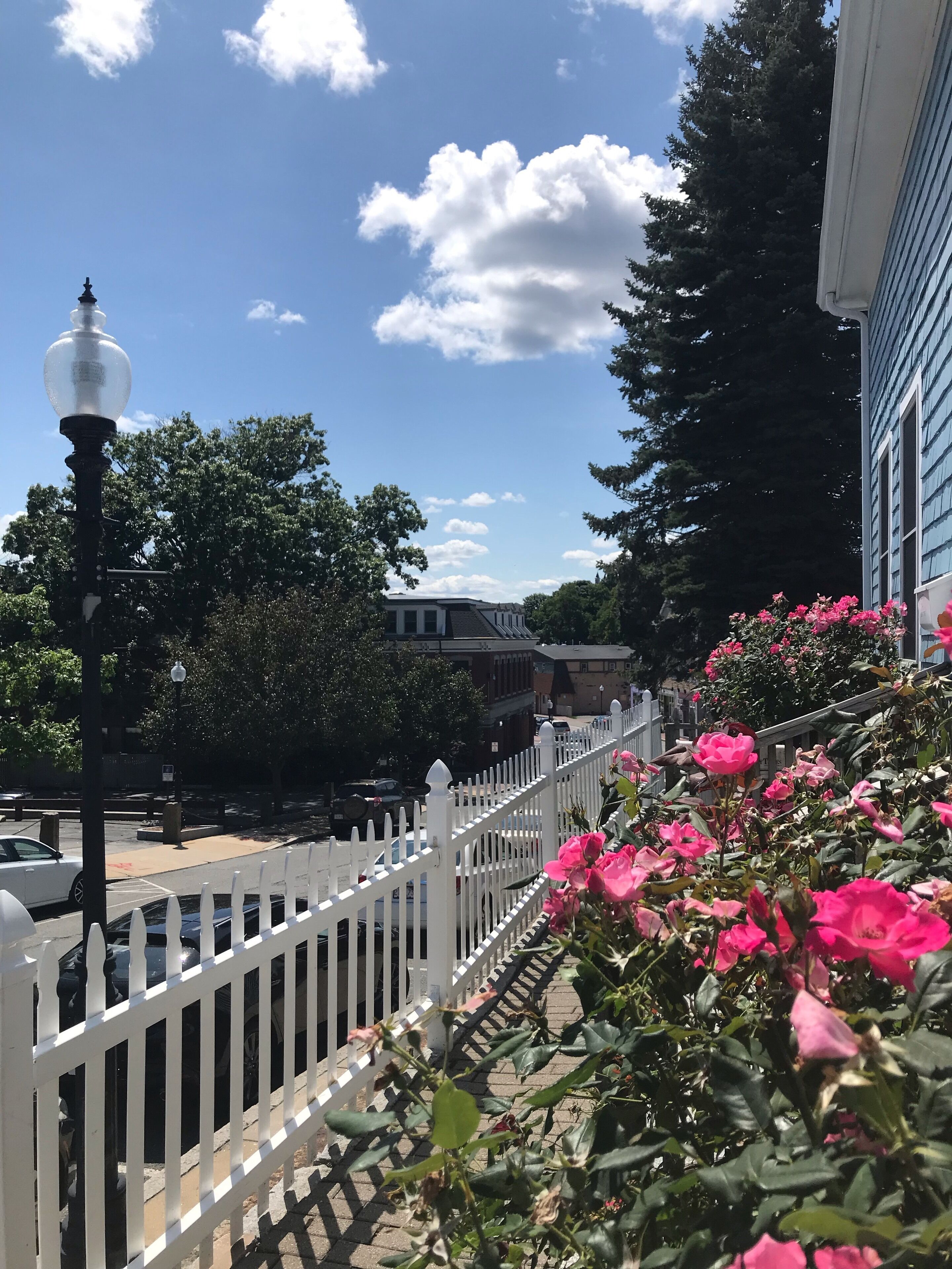 A white picket fence, pink flowers, and a street with parked cars.