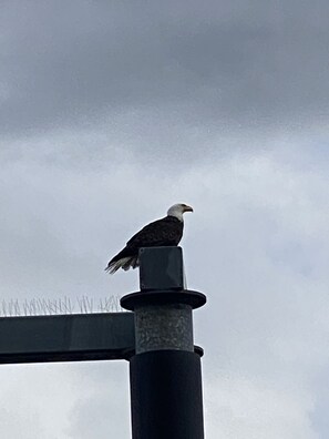Ein Vogel sitzt auf einer Metallkonstruktion.