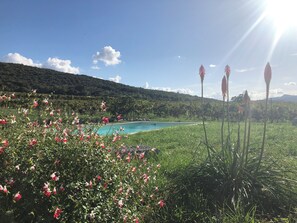 A pool surrounded by lush greenery and flowering plants.