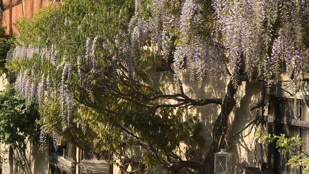 A traditional building with a wisteria tree in front, wooden steps, and a rustic fence. - LE CAFÉ SALON bei der Weinstraße 20Min von Straßburg. (Rangen)