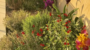 Un jardín con diversas flores y plantas a lo largo de la pared exterior de un edificio.