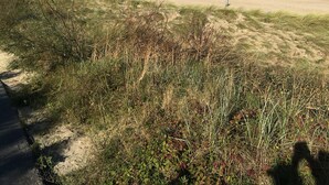 Eine Küstenlandschaft mit sandigem Strand, grasbewachsenen Dünen und einem hölzernen Steg, der ins Meer führt.