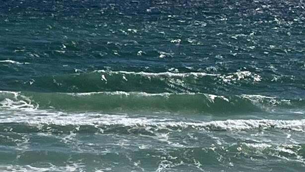 Una playa con olas y algas marinas al frente.
