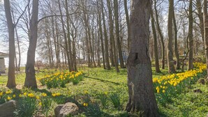 A park with trees and yellow flowers. - Three-room apartment with 2 bathrooms for up to 8 people. (Kellenhusen)