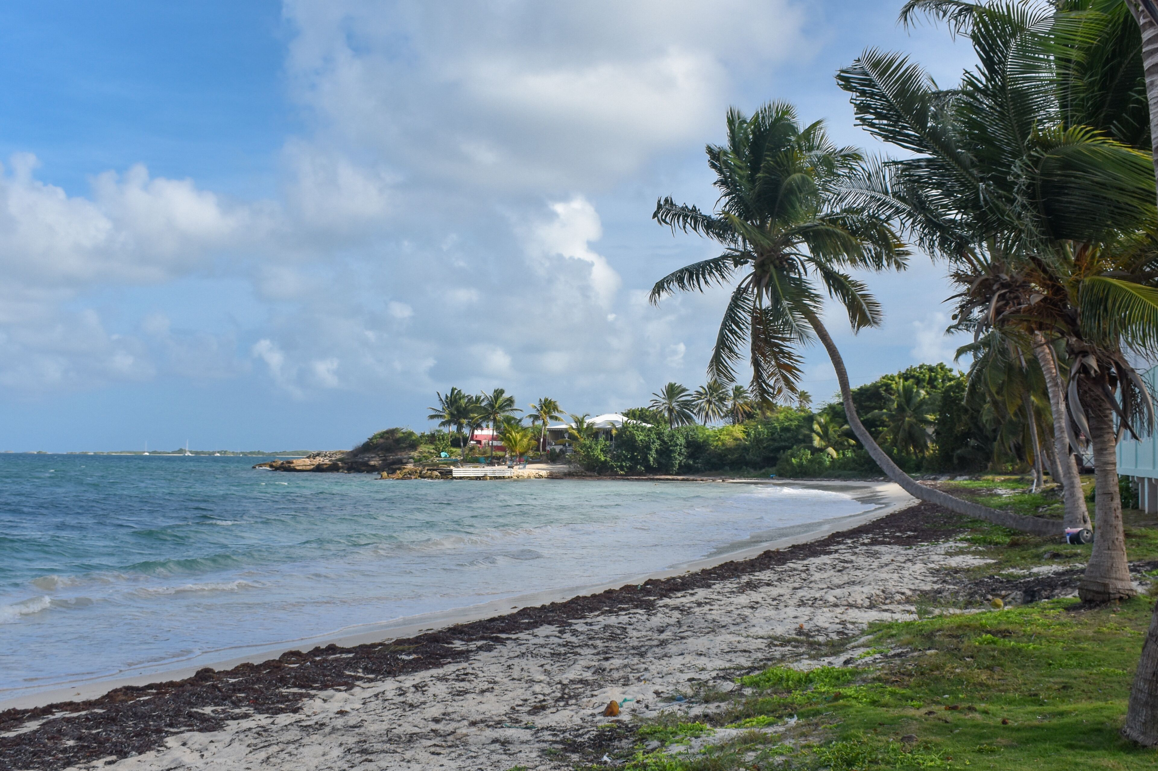 A beach with palm trees, a sandy shore, and a view of the ocean.