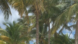 A clear view of a swimming pool surrounded by palm trees and a sandy beach. - Beautiful beach house! (san crisanto)