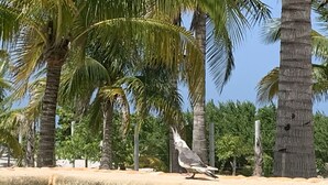 A bird on a concrete ledge with palm trees in the background. - Beautiful beach house! (san crisanto)