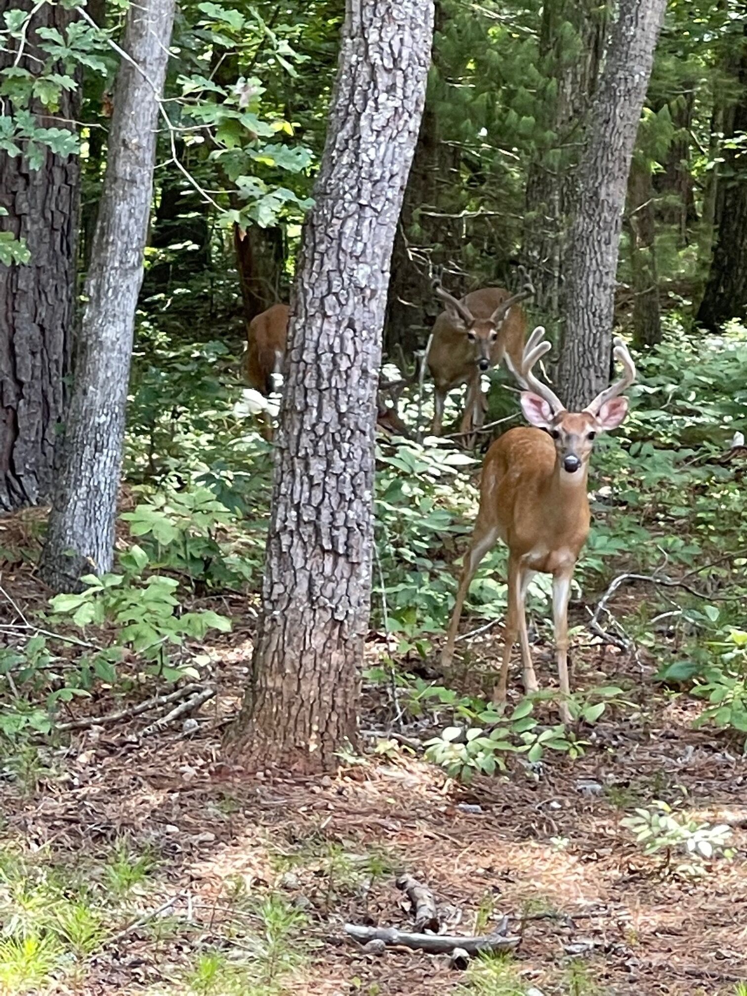 A forested area with trees and a deer standing in the foreground.