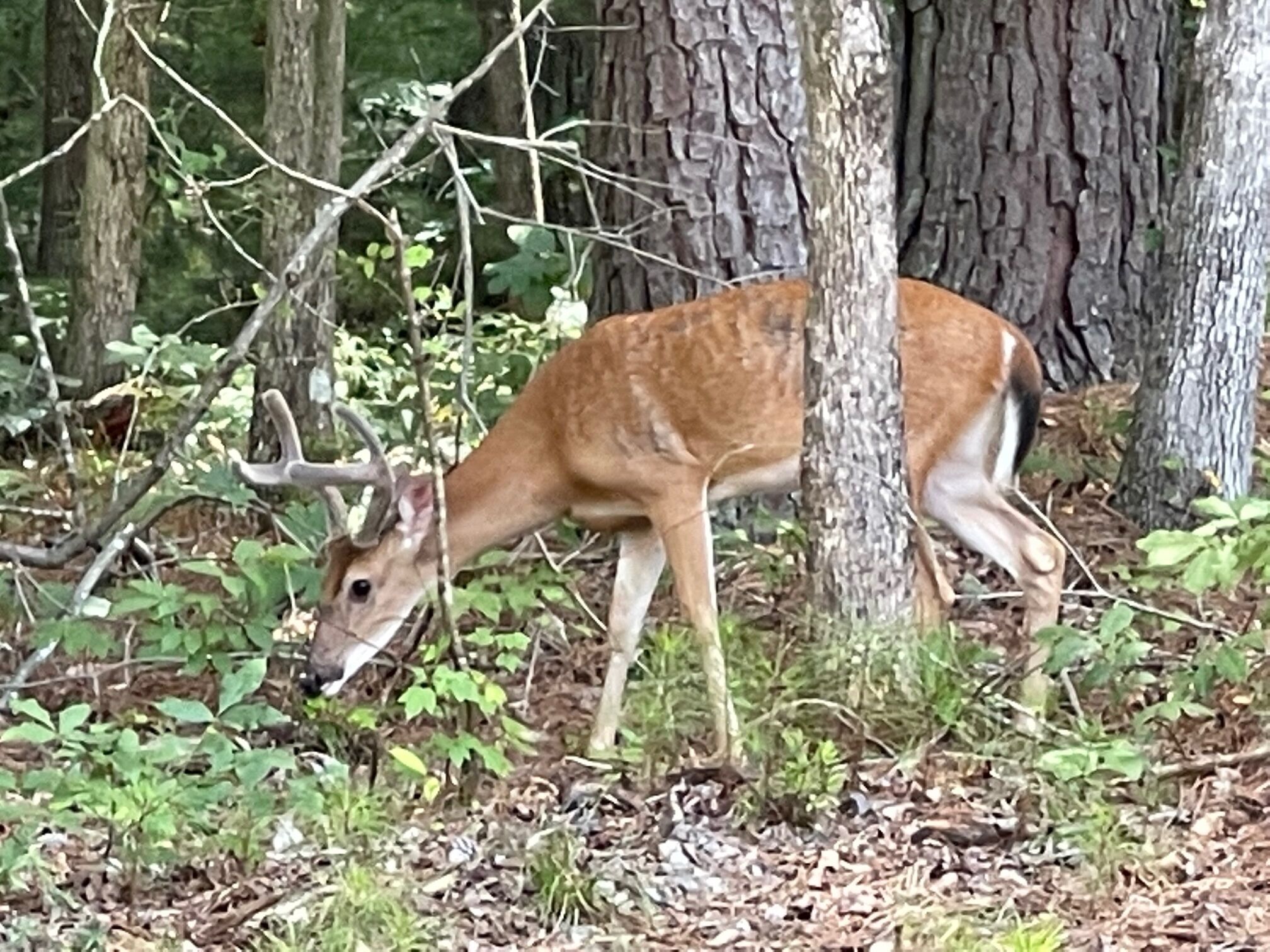 Un cerf dans une zone boisée, avec des arbres et des broussailles.