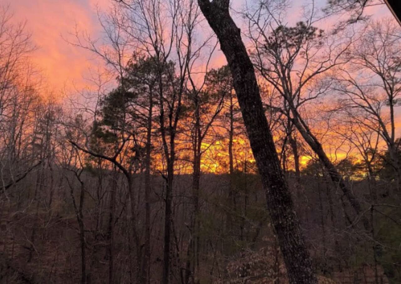 A forest with trees and a sunset in the background.