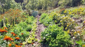 A garden with various plants and flowers, a dirt path, and a backdrop of trees and mountains.