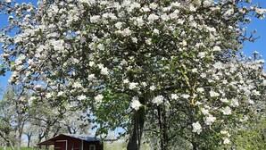 A large tree with white blossoms in a grassy area with a small red building in the background. - Modern vacation apartment "Lamm" 2 - 3 persons  (Sinsheim)