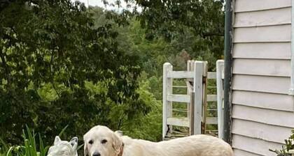 Rare Find: Private Animal Sanctuary & Tiny Cottage