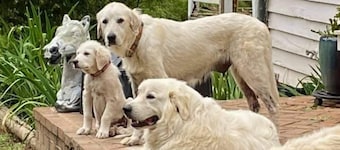 Rare Find: Private Animal Sanctuary & Tiny Cottage