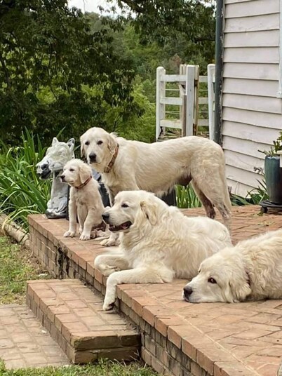 Rare Find: Private Animal Sanctuary & Tiny Cottage