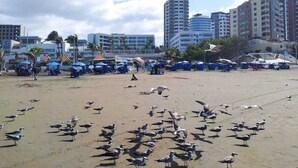 Ein Strand mit vielen Möwen, Sonnenschirmen und Gebäuden im Hintergrund.