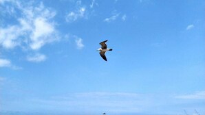 Ein Vogel fliegt in wolkenlosem, blauem Himmel.