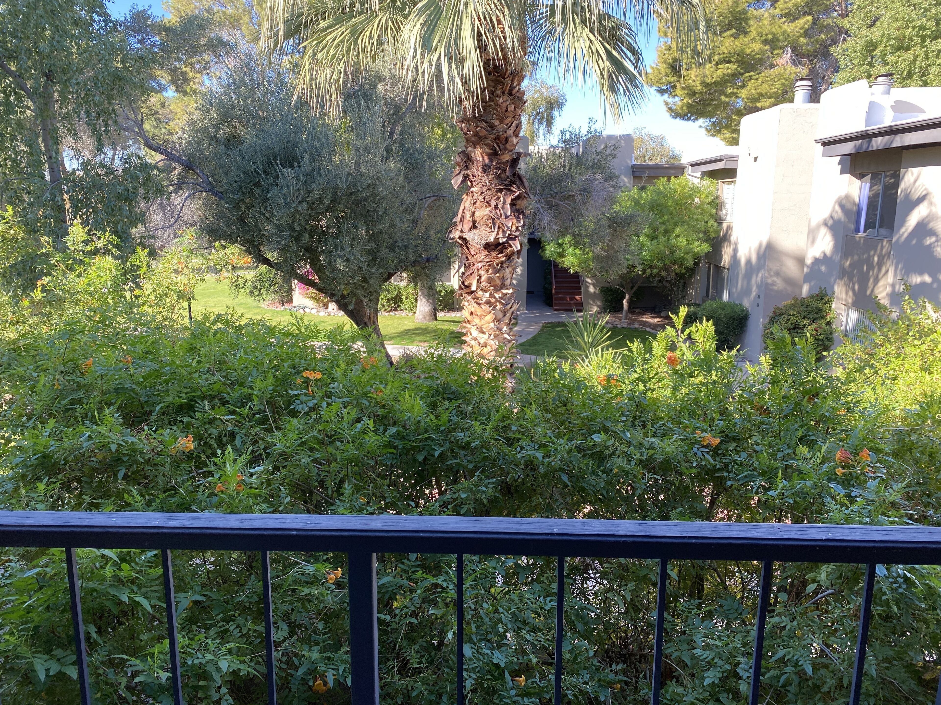 A garden with various plants and a palm tree.