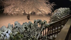 Árvore coberta de neve com luzes embaixo, rodeada por neve.