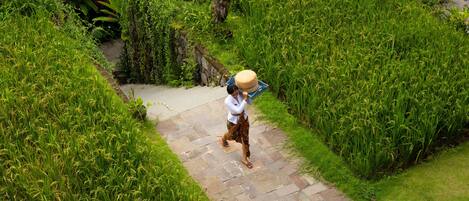 A person walking on a stone pathway through a lush garden with neatly trimmed hedges and a variety of plants.