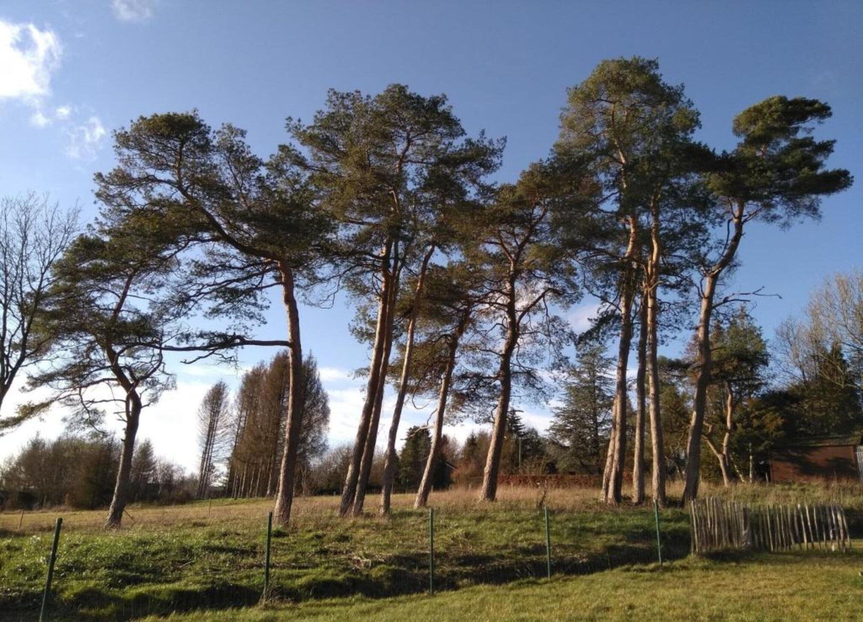 A row of tall, slender trees in a grassy field with a clear sky.