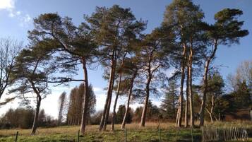 A row of tall, slender trees in a grassy field with a clear sky.