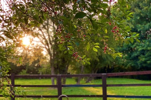 Old Hall Orchard