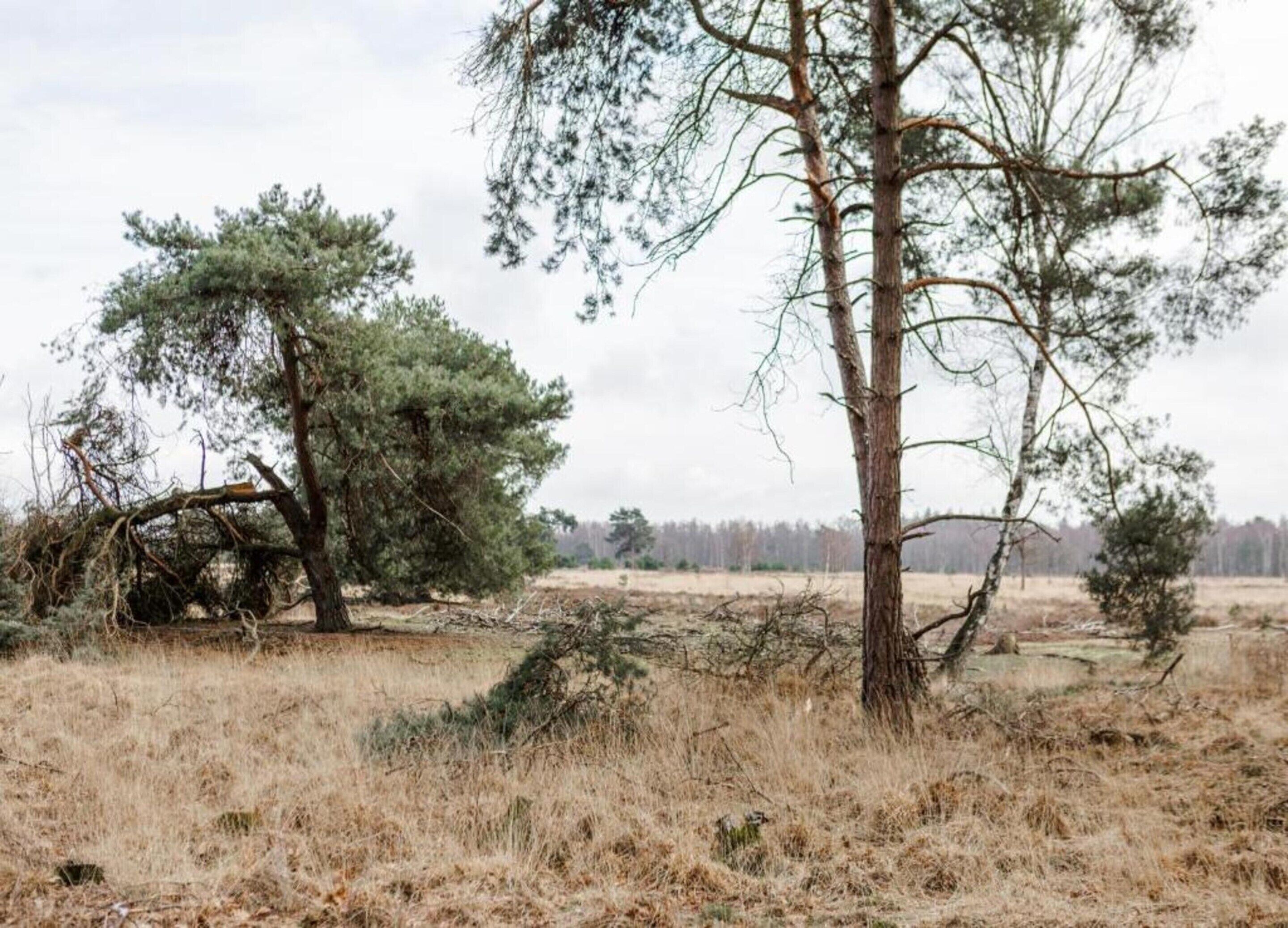 A natural landscape with trees and dry grass.
