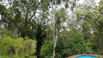 A pool surrounded by lush greenery and trees.