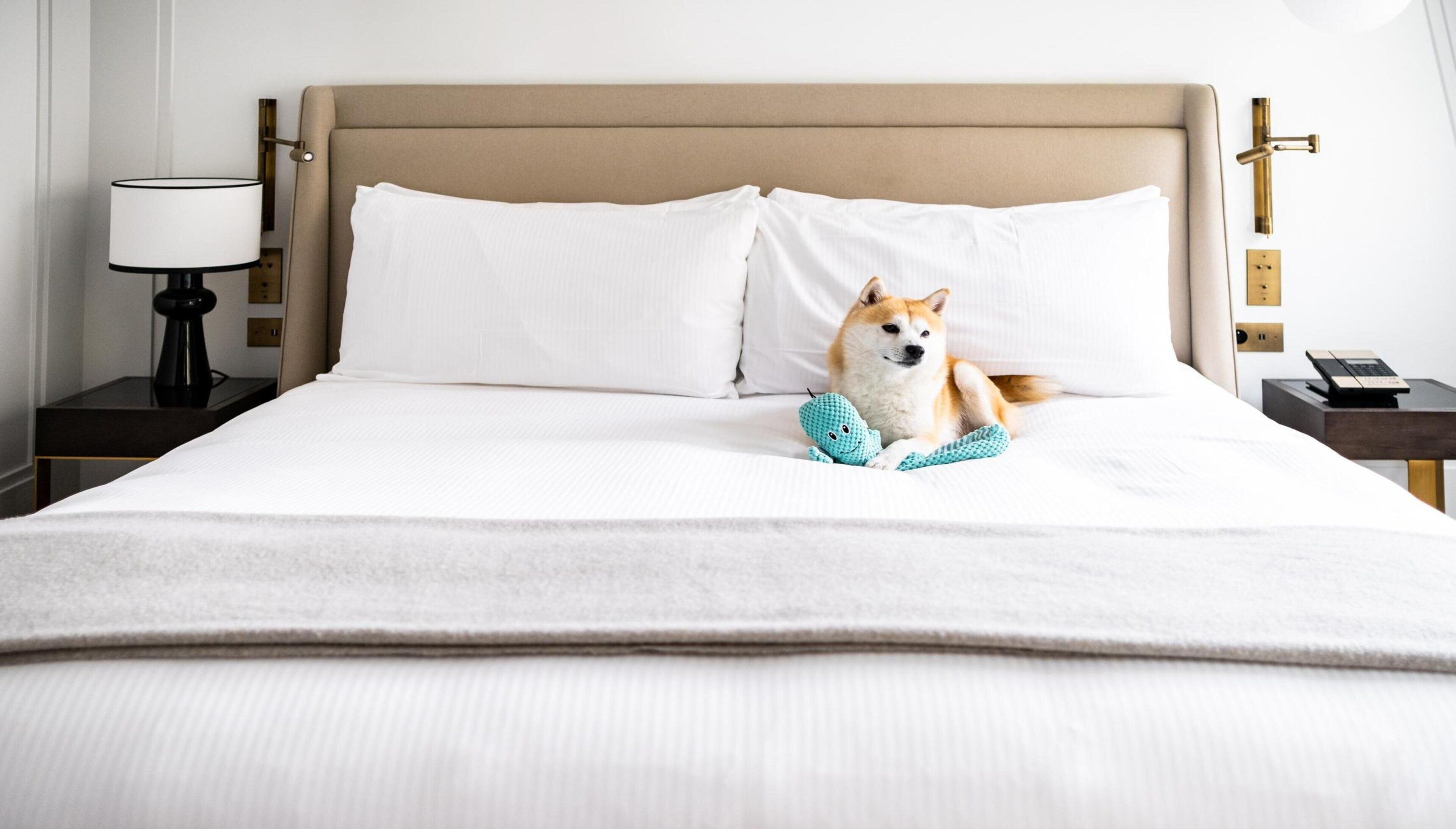 Una cama bien hecha con sábanas blancas, un perro acostado en ella, y una mesita de noche con una lámpara y un teléfono.